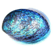 Load image into Gallery viewer, Fully Polished Paua Shell